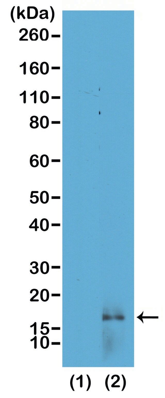 Anti-Dimethyl Histone H3 (Lys14) antibody, Rabbit monoclonal