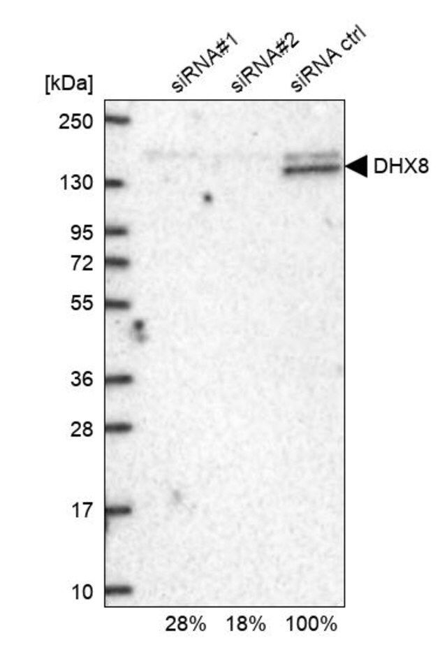 Anti-DHX8 antibody produced in rabbit