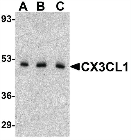 Anti-CX3CL1 antibody produced in rabbit