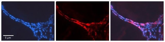 Anti-CUX1, (N-terminal) antibody produced in rabbit