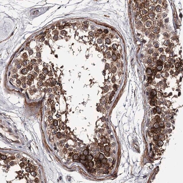 Anti-CWF19L2 antibody produced in rabbit