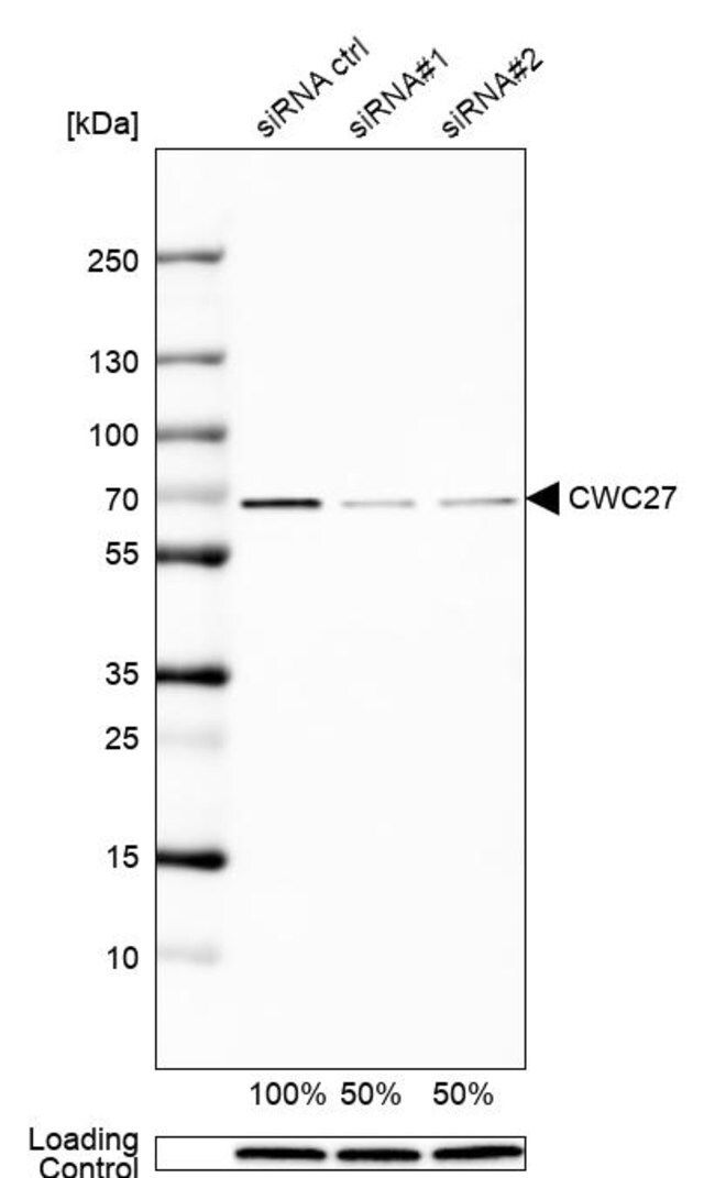 Anti-CWC27 antibody produced in rabbit