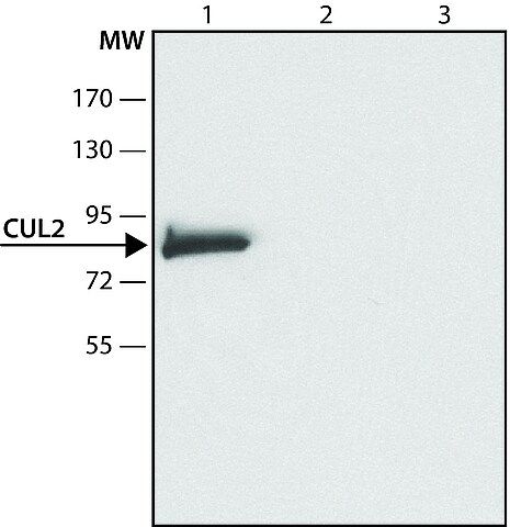 Anti-Cullin-2 (N-terminal) antibody produced in rabbit