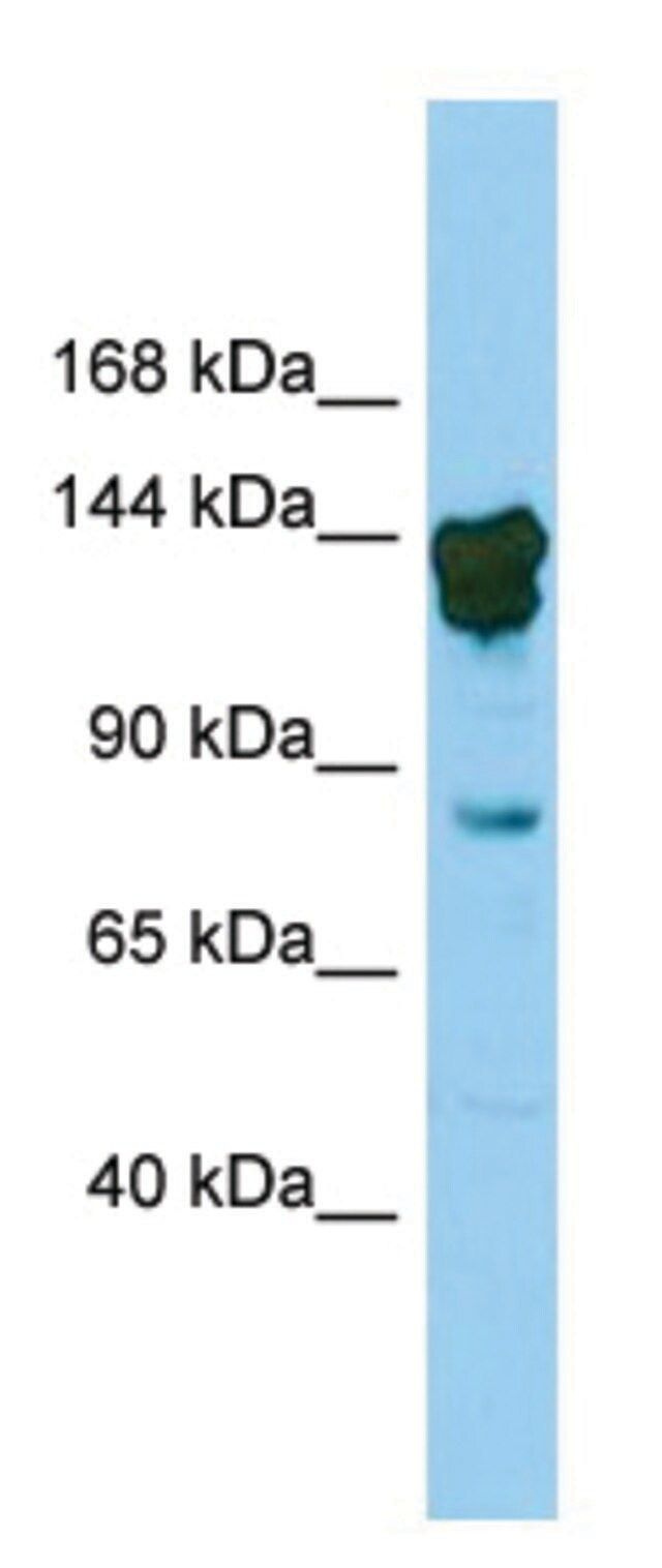 Anti-Cux2 (N-terminal) antibody produced in rabbit