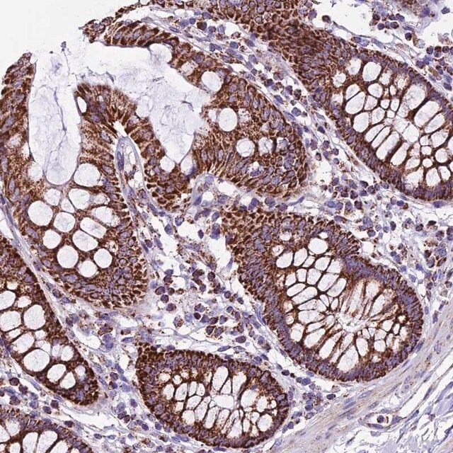 Anti-CX3CL1 antibody produced in rabbit