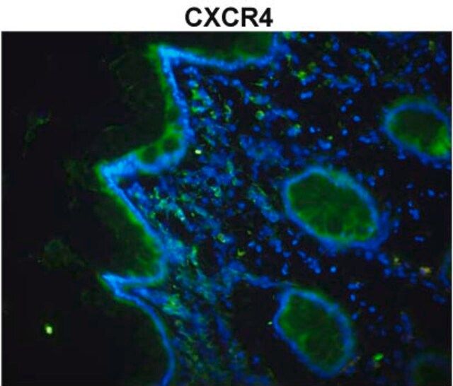 Anti-CXCR4 (N-terminal) antibody produced in rabbit