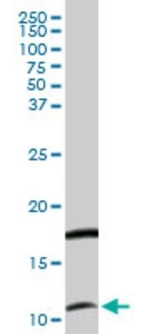 Anti-CXCL11 antibody produced in rabbit