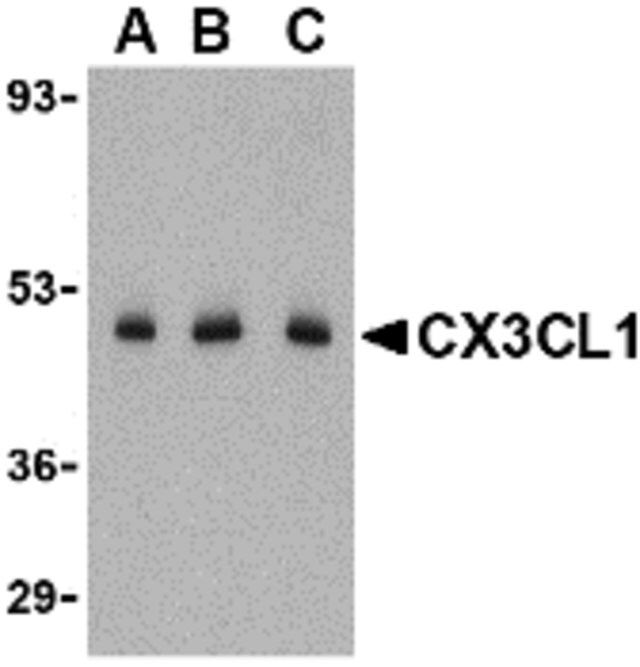 Anti-CX3CL1 antibody produced in rabbit