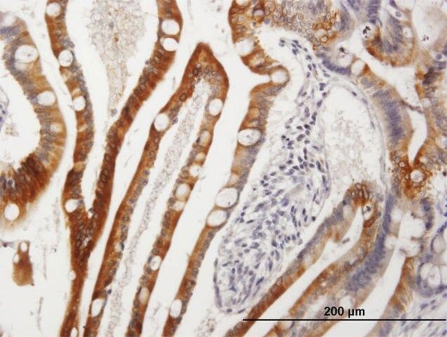 Anti-CYP3A4 antibody produced in mouse