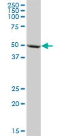 Anti-CYP3A5 antibody produced in mouse