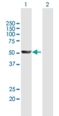 Anti-CYP1A2 antibody produced in mouse