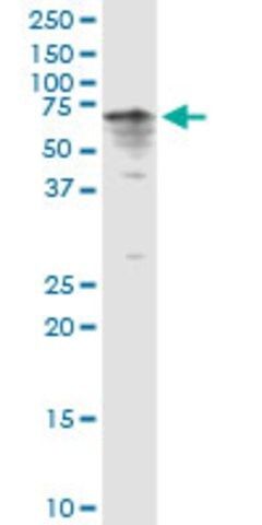 Anti-CYP3A4 antibody produced in rabbit