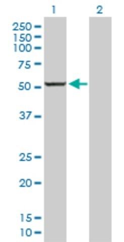 Anti-CYP1A2 antibody produced in rabbit