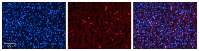 Anti-CYP3A43 (ab1) antibody produced in rabbit