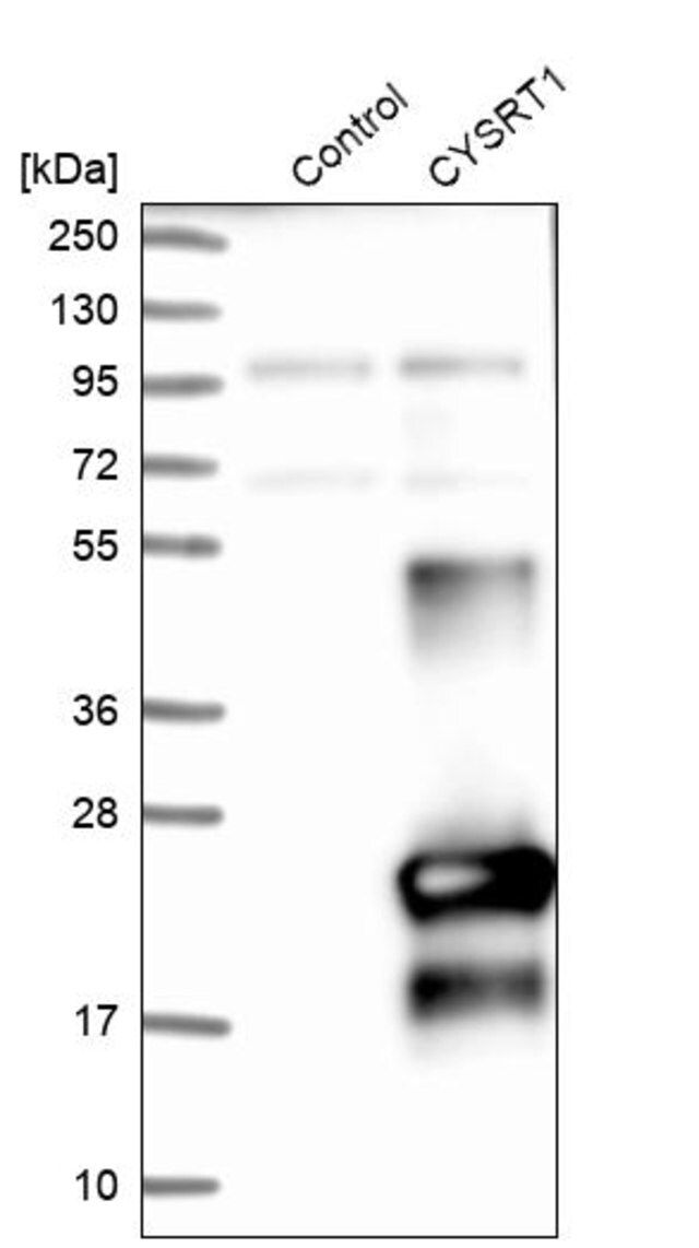 Anti-CYSRT1 antibody produced in rabbit