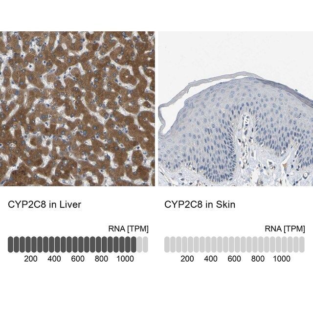 Anti-CYP2C8 antibody produced in rabbit