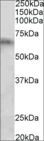 Anti-Cyp2d5 antibody produced in goat