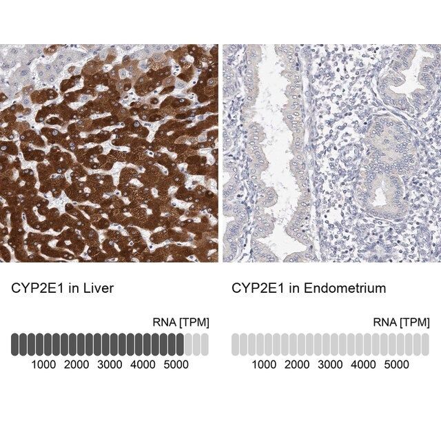 Anti-CYP2E1 antibody produced in rabbit