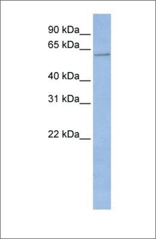 Anti-CYP2C19 antibody produced in rabbit