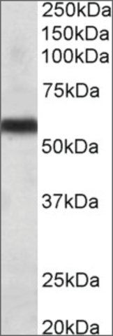 Anti-CYP2C8 antibody produced in goat