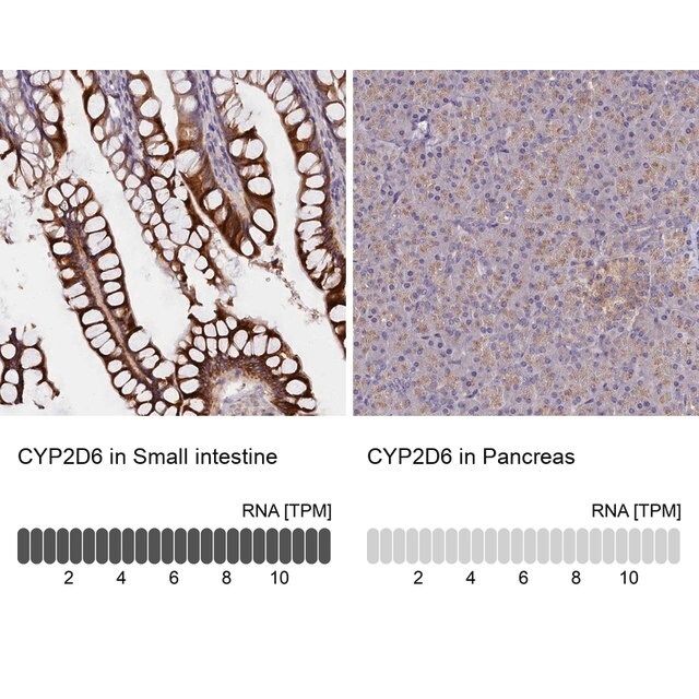 Anti-CYP2D6 antibody produced in rabbit