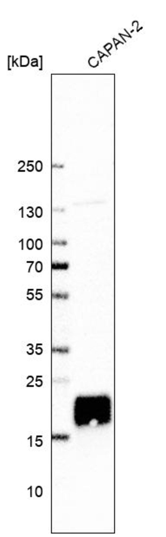 Anti-CYSRT1 antibody produced in rabbit