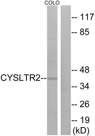 Anti-CYSLTR2 antibody produced in rabbit