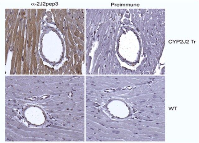 Anti-Cytochrome p450 2J Family Antibody