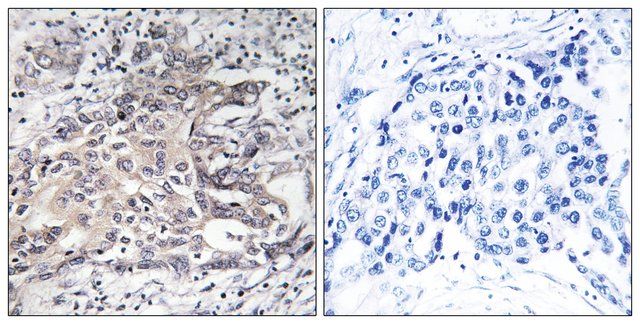 Anti-Cytochrome P450 4X1 antibody produced in rabbit