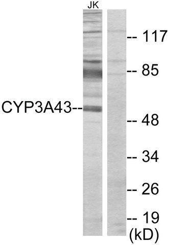 Anti-Cytochrome P450 3A43 antibody produced in rabbit