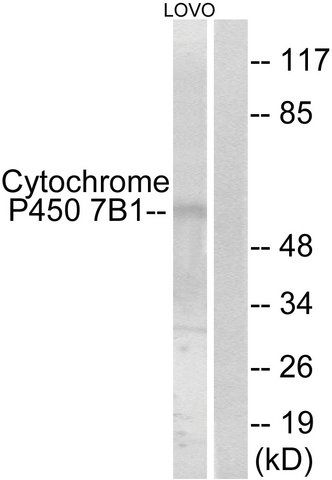 Anti-Cytochrome P450 7B1 antibody produced in rabbit