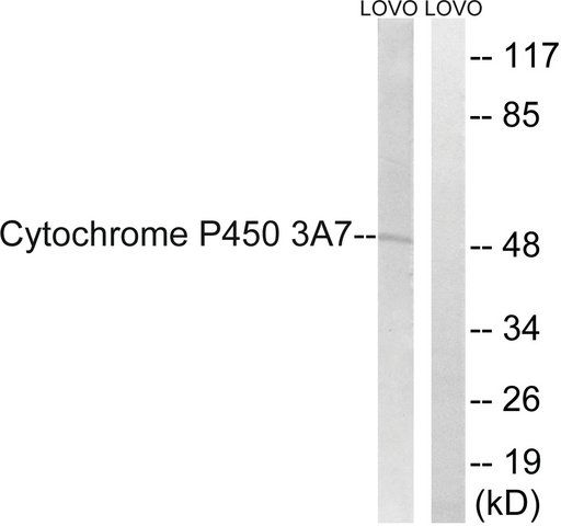 Anti-CYTOCHROME P450 3A7 antibody produced in rabbit