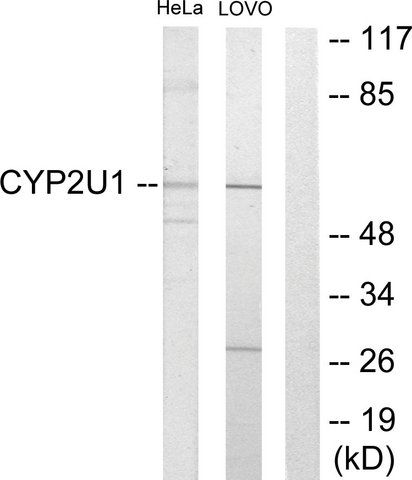 Anti-Cytochrome P450 2U1 antibody produced in rabbit