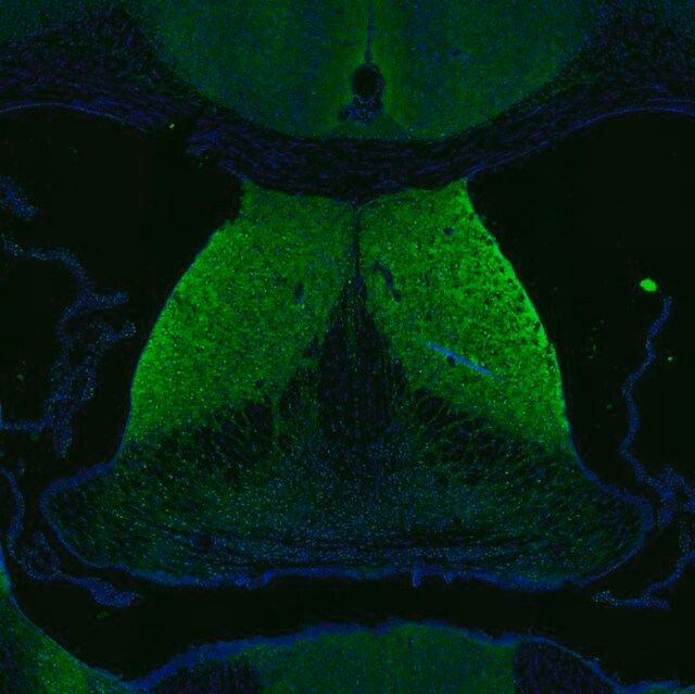 Anti-DAGLA antibody produced in rabbit