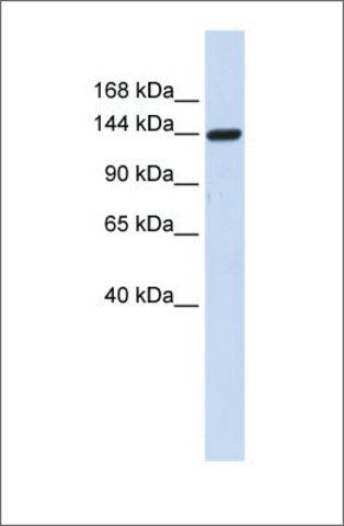 Anti-DAAM1 antibody produced in rabbit