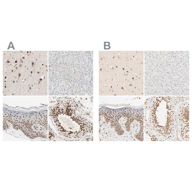 Anti-DAZAP1 antibody produced in rabbit