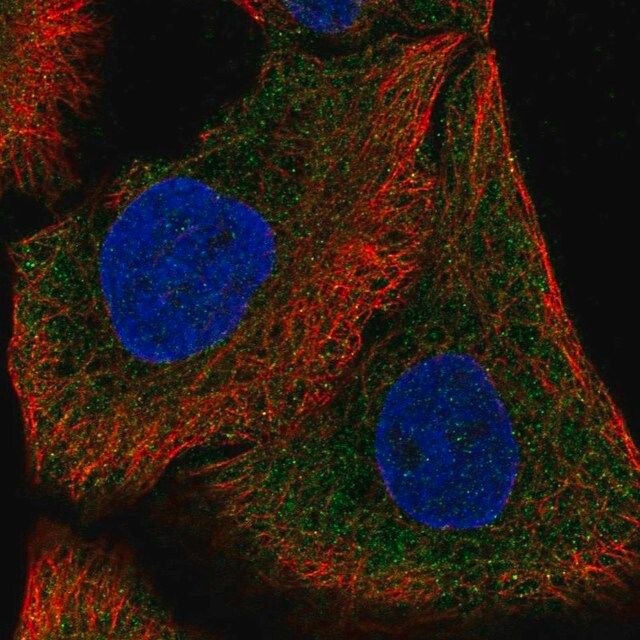 Anti-DAAM1 antibody produced in rabbit