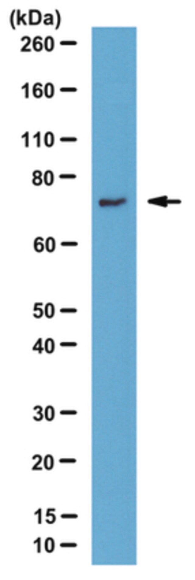 Anti-DBF4, clone 7H8.1 Antibody