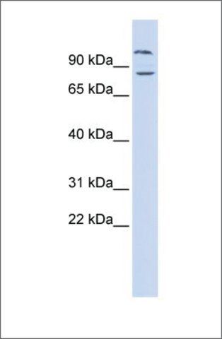 Anti-DAGLB antibody produced in rabbit