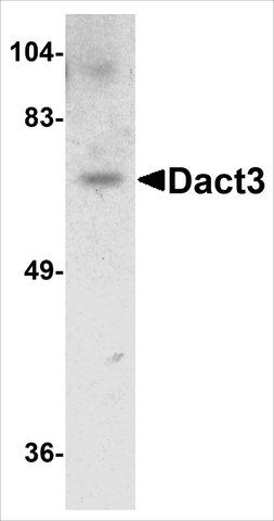 Anti-DACT3 antibody produced in rabbit