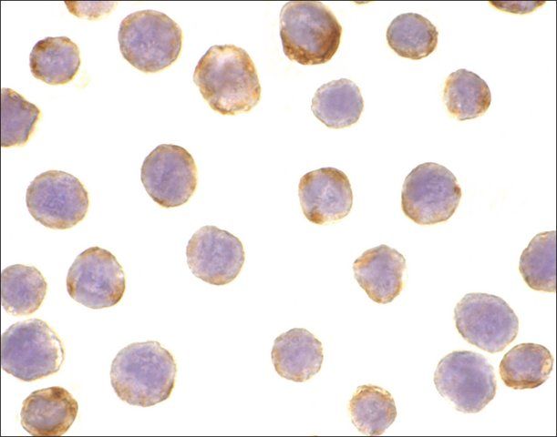 Anti-DAD1 antibody produced in rabbit