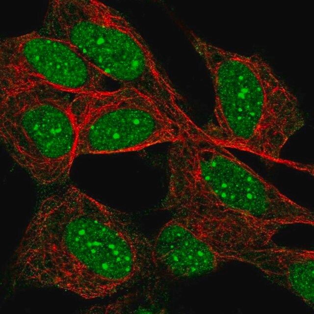 Anti-Daxx antibody produced in rabbit