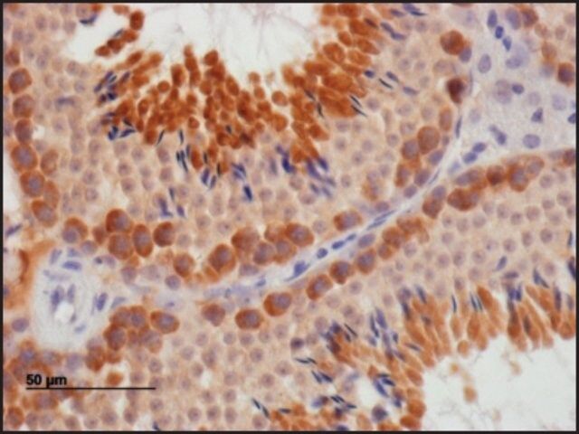 Anti-DAZL antibody produced in goat