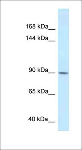 Anti-DACT1 antibody produced in rabbit