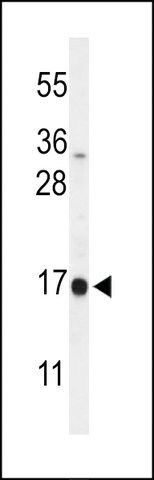 ANTI-DAZAP2(C-TERMINAL) antibody produced in rabbit