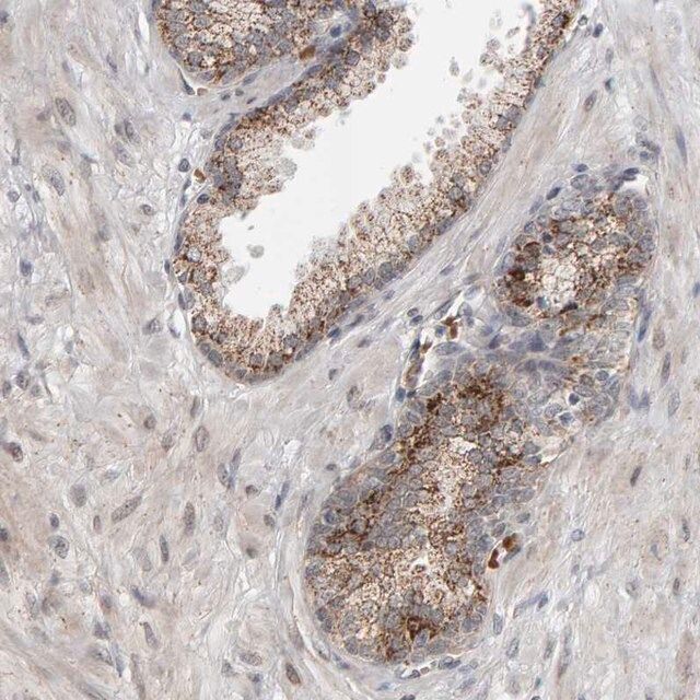 Anti-DAP3 antibody produced in rabbit