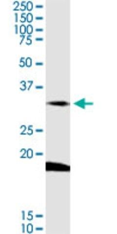 Anti-DARC antibody produced in rabbit