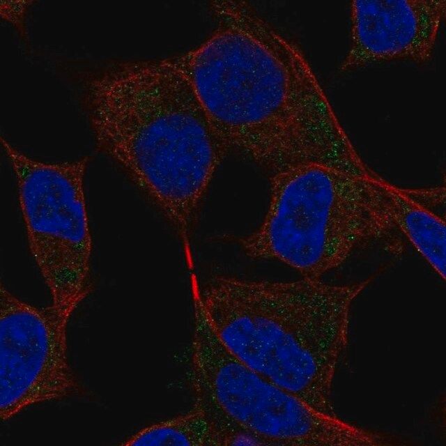 Anti-DAND5 antibody produced in rabbit