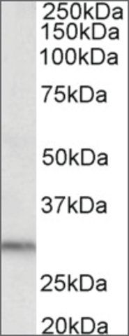 Anti-DAPP1 (C-terminal) antibody produced in goat