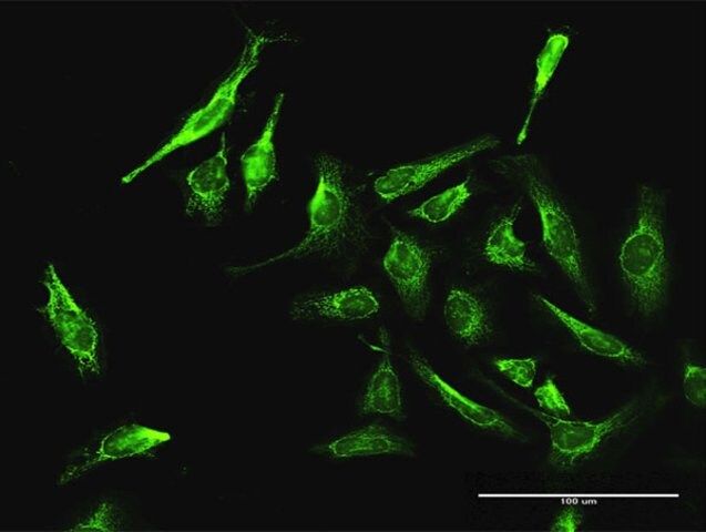 Anti-Daxx antibody produced in rabbit